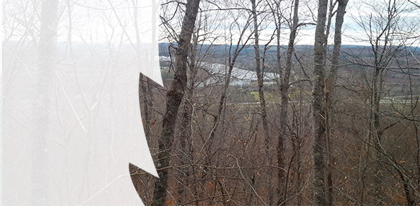 Stumpage Study Results